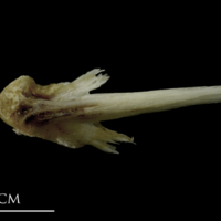 photo of Brill vomer ventral view