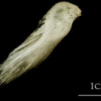 photo of Atlantic halibut supracleithrum medial view