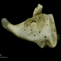 photo of Grey Triggerfish dentary medial view