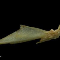 photo of Arctic Char articular lateral view