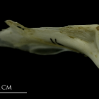 photo of Grey Triggerfish opercular detail view