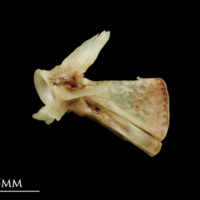 photo of Garfish ultimate vertebra lateral view