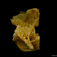 photo of Thinlip grey mullet  first vertebra lateral view