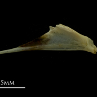 photo of Grayling articular left