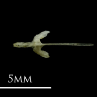 photo of Three-spined stickleback parasphenoid ventral view