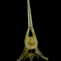 photo of Ruffe precaudal vertebra anterior view