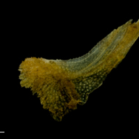 photo of Grey gurnard for assessment lateral view