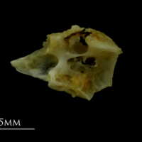 photo of Mediterranean moray for assessment lateral view