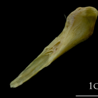 photo of Saithe supracleithrum medial view