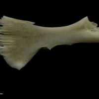 photo of Zander ceratohyal medial view