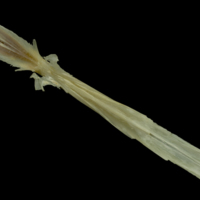 photo of Northern pike parasphenoid dorsal view
