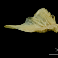 photo of Atlantic cod quadrate medial view