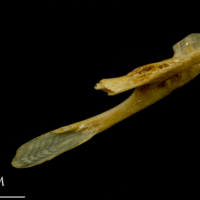 photo of Thinlip grey mullet  posttemporal medial view