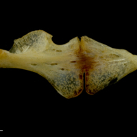 photo of Gilthead seabream ceratohyal epihyal complex lateral view
