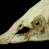 photo of Sturgeon skull lateral view