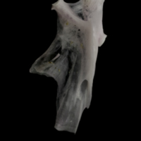 photo of Parrot fish hyomandibular lateral view