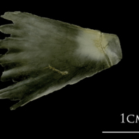 photo of Spanish mackerel scute medial view