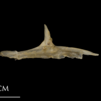 photo of Shore rockling for assessment lateral view