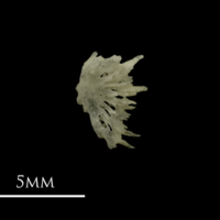 photo of Grayling pharyngeal ventral view