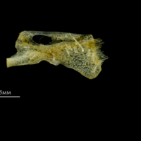 photo of Scad ceratohyal lateral view