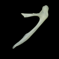 photo of Poor cod posttemporal lateral view