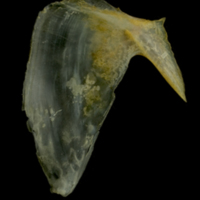 photo of Gilthead seabream subopercular lateral view