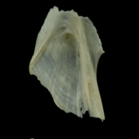 photo of Dragonet for assessment medial view