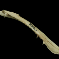 photo of Atlantic salmon maxilla lateral view