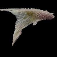 photo of Tub gurnard posttemporal lateral view