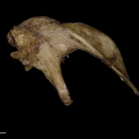 photo of Greater amberjack urohyal lateral view