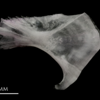 photo of Parrot fish ceratohyal lateral view