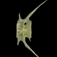 photo of European conger caudal vertebra lateral view