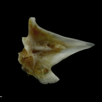 photo of Couch's seabream articular medial view