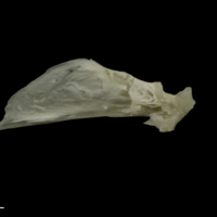 photo of Grayling quadrate lateral view