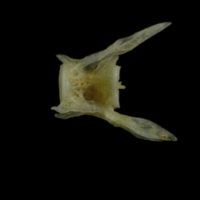photo of Red gurnard caudal vertebra lateral view