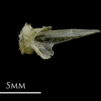 photo of Sandsmelt vomer dorsal view