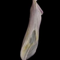 photo of Tub gurnard supracleithrum lateral view