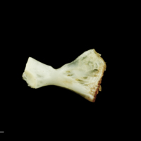 photo of Freshwater bream ceratohyal medial view