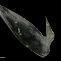 photo of Common pandora subopercular medial view