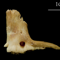 photo of Catfish premaxilla lateral view