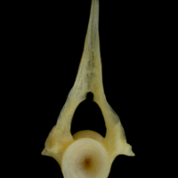 photo of Gilthead seabream precaudal vertebra anterior view