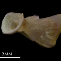 photo of Tub gurnard ultimate vertebra anterior view