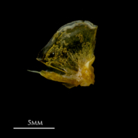 photo of Grey gurnard quadrate medial view