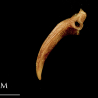 photo of Catfish for assessment medial view