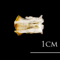 photo of Atlantic herring basioccipital ventral view