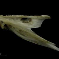 photo of Brill dentary lateral view