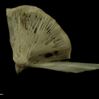 photo of Atlantic salmon quadrate lateral view