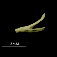 photo of Bullhead dentary lateral view