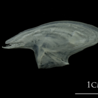 photo of European plaice subopercular medial view