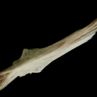 photo of Atlantic halibut parasphenoid ventral view
